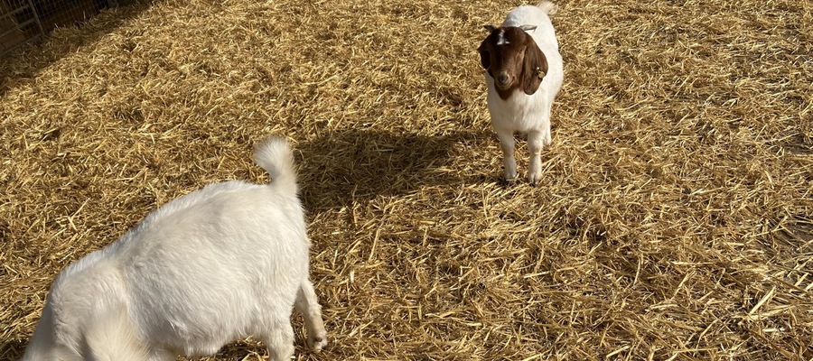 An image of 3 goats in a pen, with hay on the floor