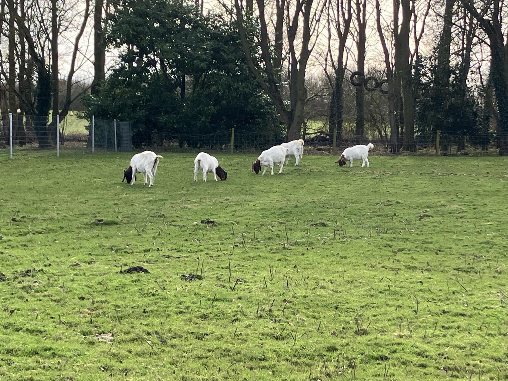 5 goats in a green field, with trees along the perimeter of the field