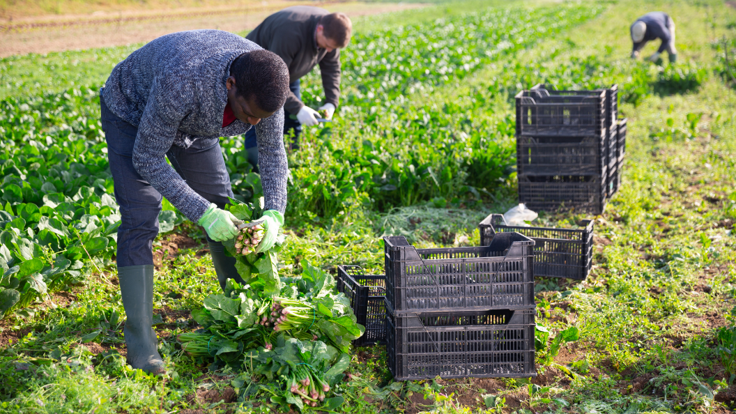 An image of seasonal workers picking vegetables in a field