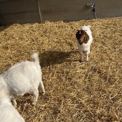 An image of 3 goats in a pen, with hay on the floor